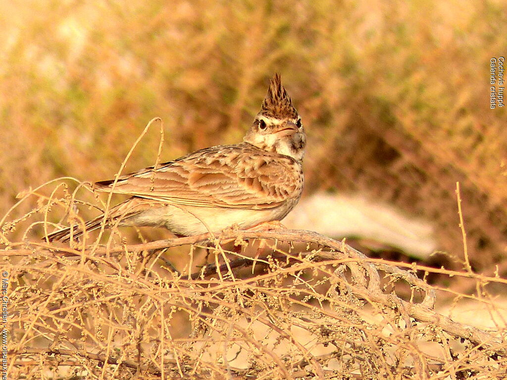 Cochevis huppé