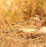 Crested Lark