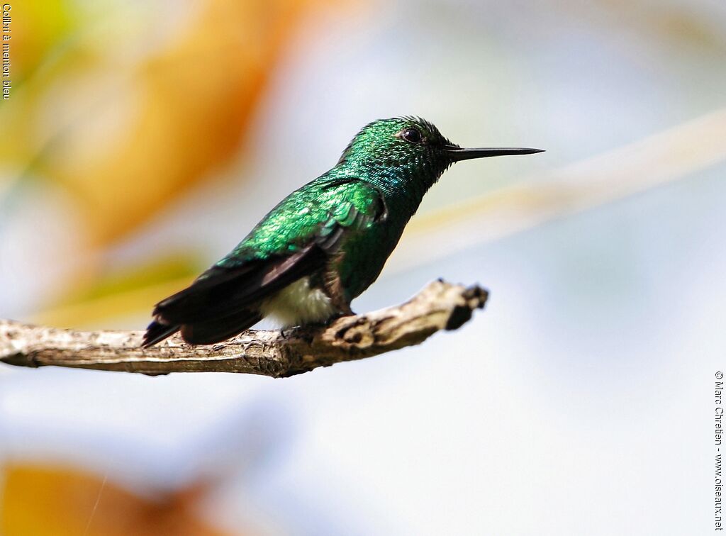 Blue-chinned Sapphire