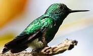 Colibri à menton bleu