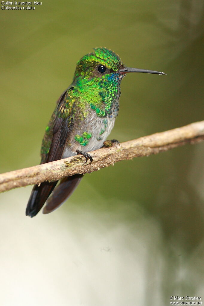 Blue-chinned Sapphireimmature