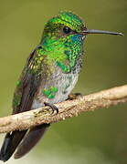 Blue-chinned Sapphire