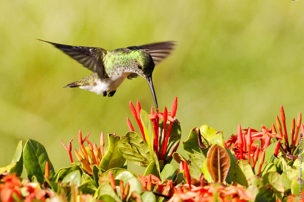 Colibri à menton bleu femelle adulte