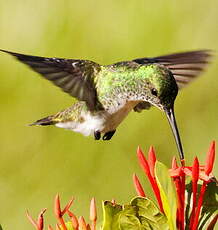 Colibri à menton bleu