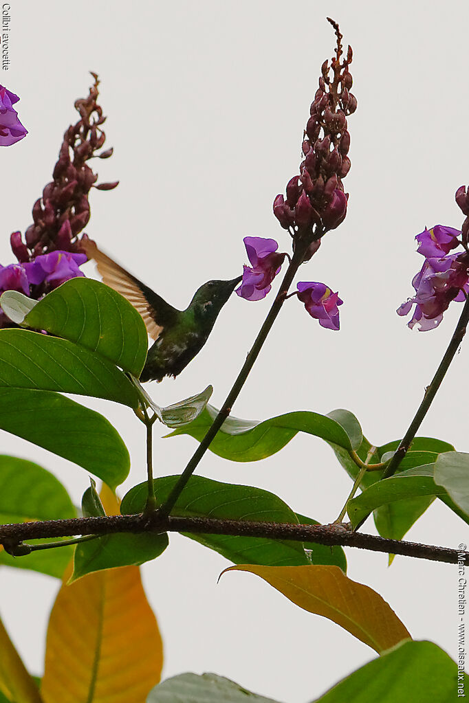 Colibri avocette