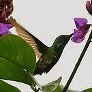 Colibri avocette