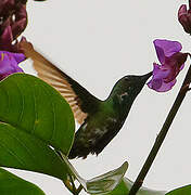 Colibri avocette