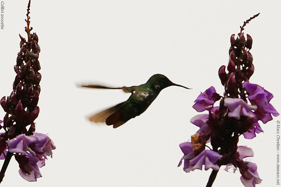 Colibri avocette