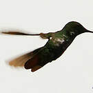 Colibri avocette