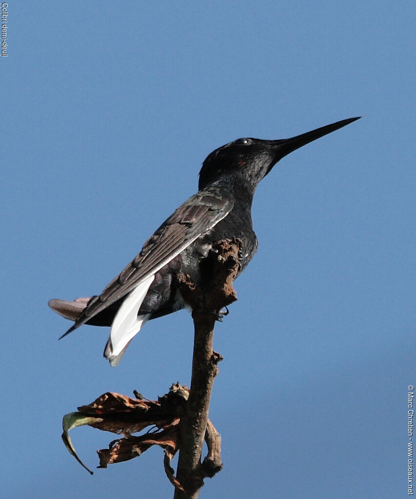 Colibri demi-deuil