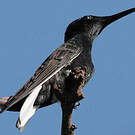 Colibri demi-deuil