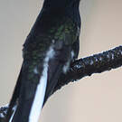 Colibri demi-deuil