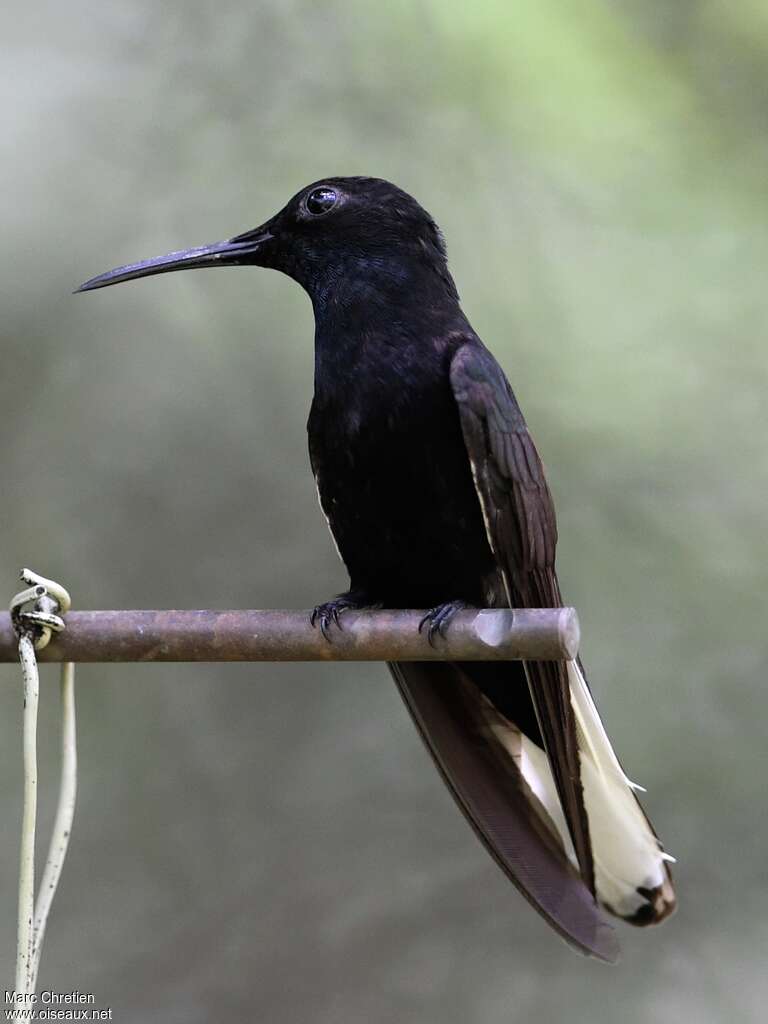 Black Jacobinadult