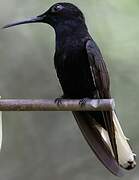 Black Jacobin