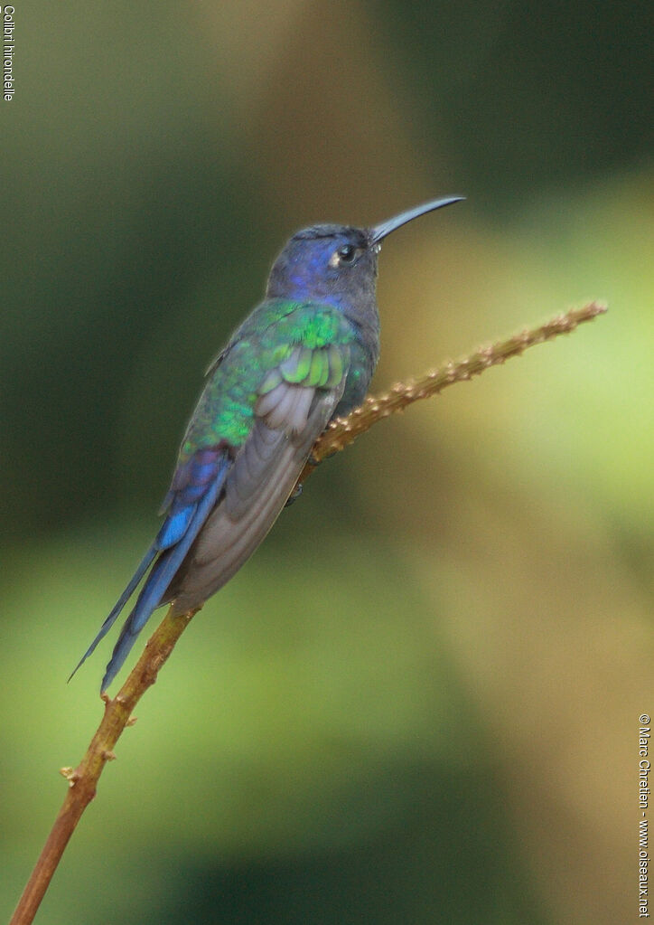 Swallow-tailed Hummingbird