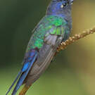 Colibri hirondelle