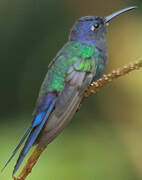 Swallow-tailed Hummingbird