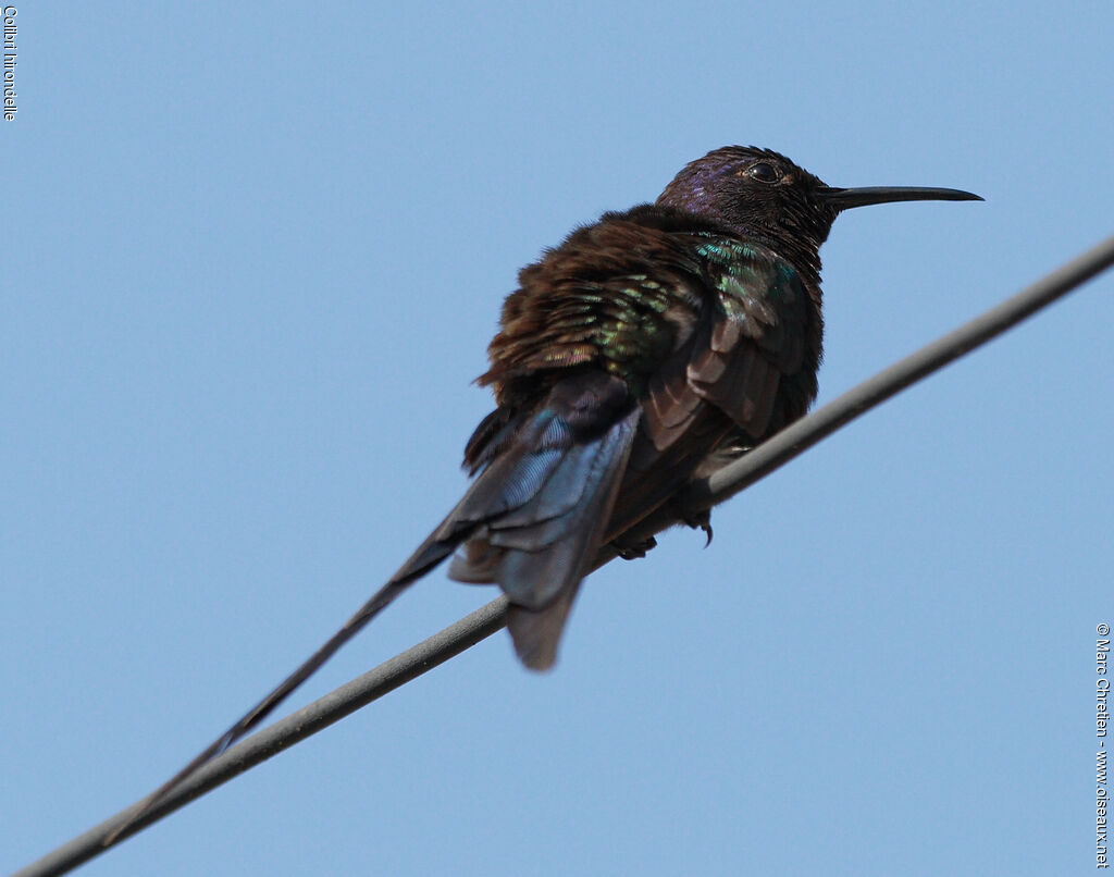 Swallow-tailed Hummingbird