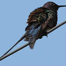 Colibri hirondelle