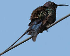 Swallow-tailed Hummingbird