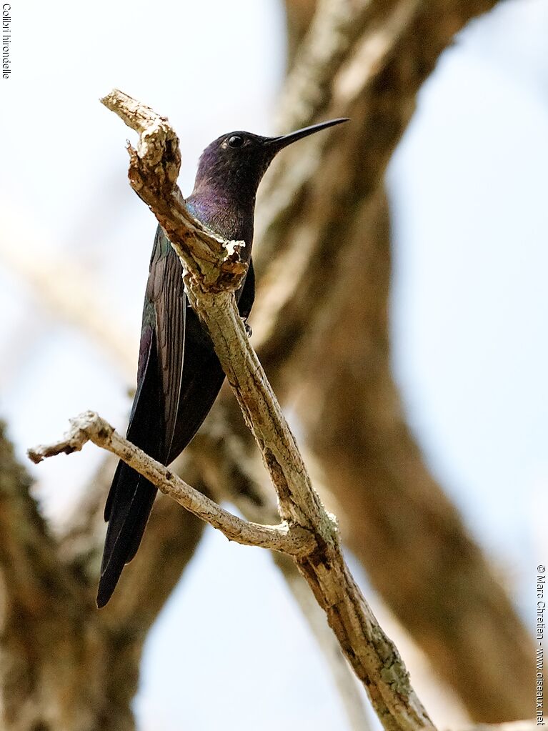 Swallow-tailed Hummingbird male adult