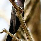 Colibri hirondelle