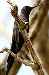 Colibri hirondelle