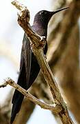 Swallow-tailed Hummingbird