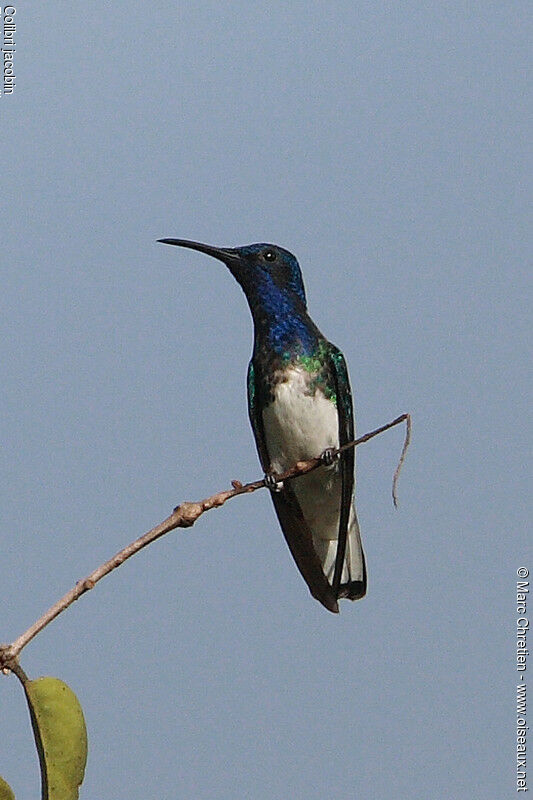 White-necked Jacobin male