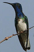 White-necked Jacobin