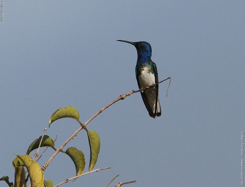 Colibri jacobin mâle