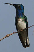 White-necked Jacobin