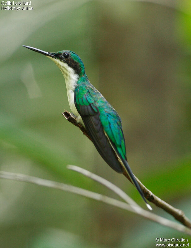 Colibri oreillard femelle adulte, identification