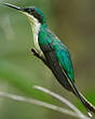 Colibri oreillard