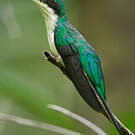Colibri oreillard