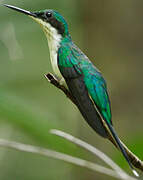 Black-eared Fairy