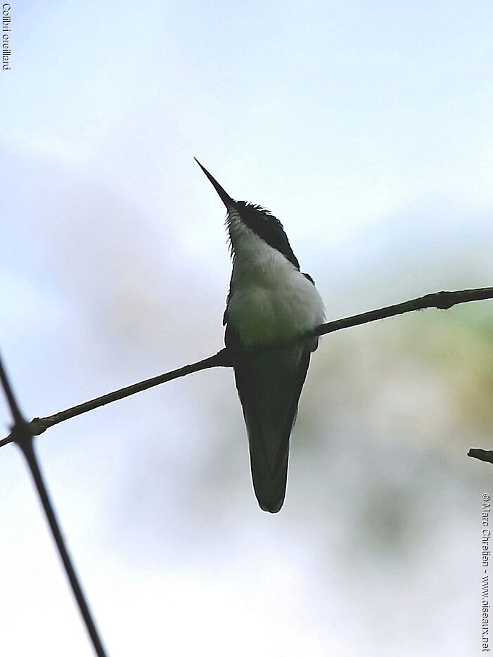 Black-eared Fairy