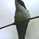 Colibri oreillard