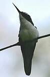 Colibri oreillard