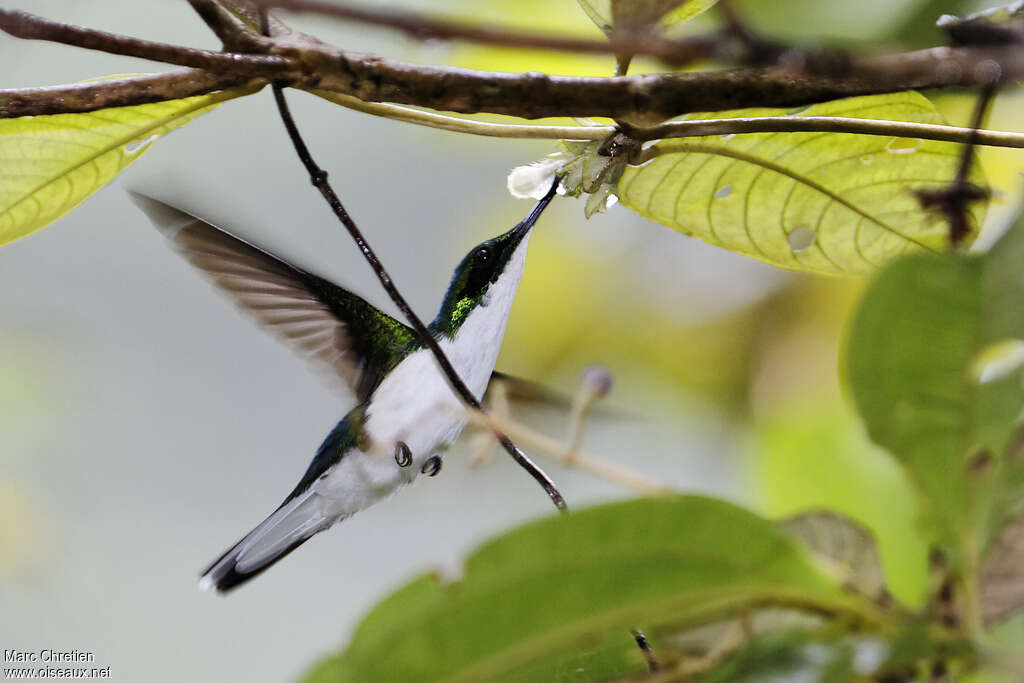 Colibri oreillard mâle adulte, Vol, régime, mange