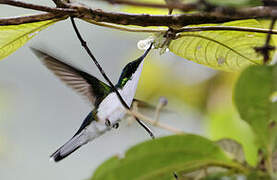 Black-eared Fairy