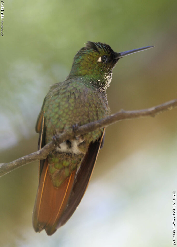 Colibri rubis-émeraudeimmature