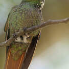 Colibri rubis-émeraude