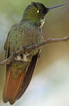 Colibri rubis-émeraude