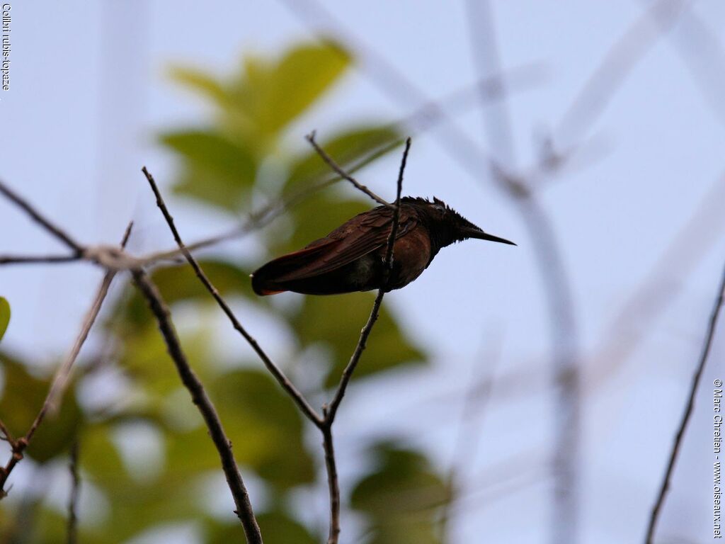 Colibri rubis-topaze