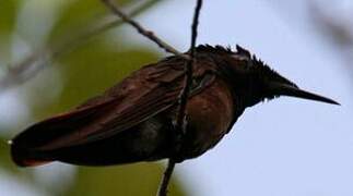 Ruby-topaz Hummingbird