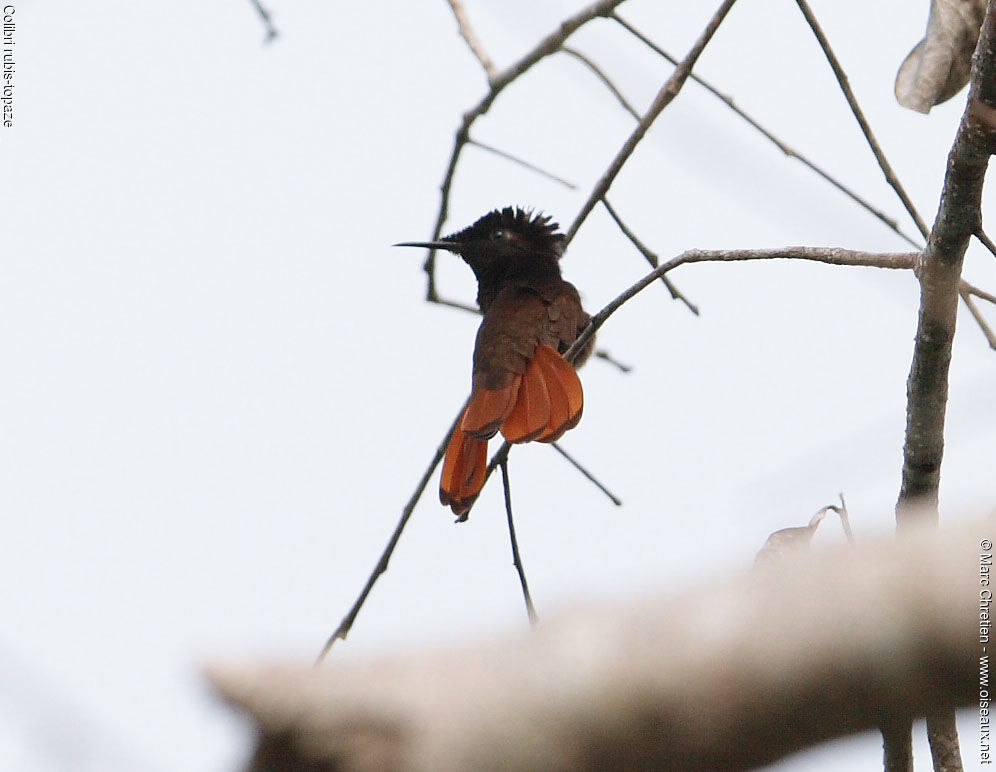 Ruby-topaz Hummingbird