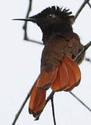 Ruby-topaz Hummingbird