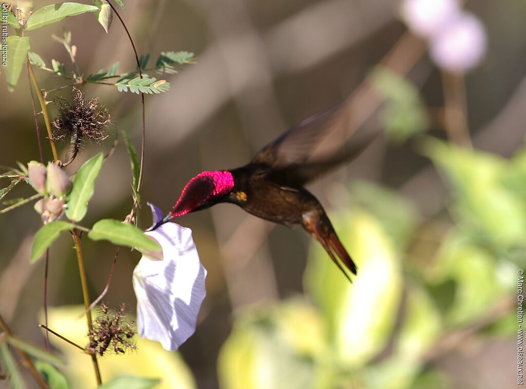 Ruby-topaz Hummingbird male