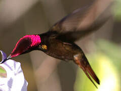 Ruby-topaz Hummingbird